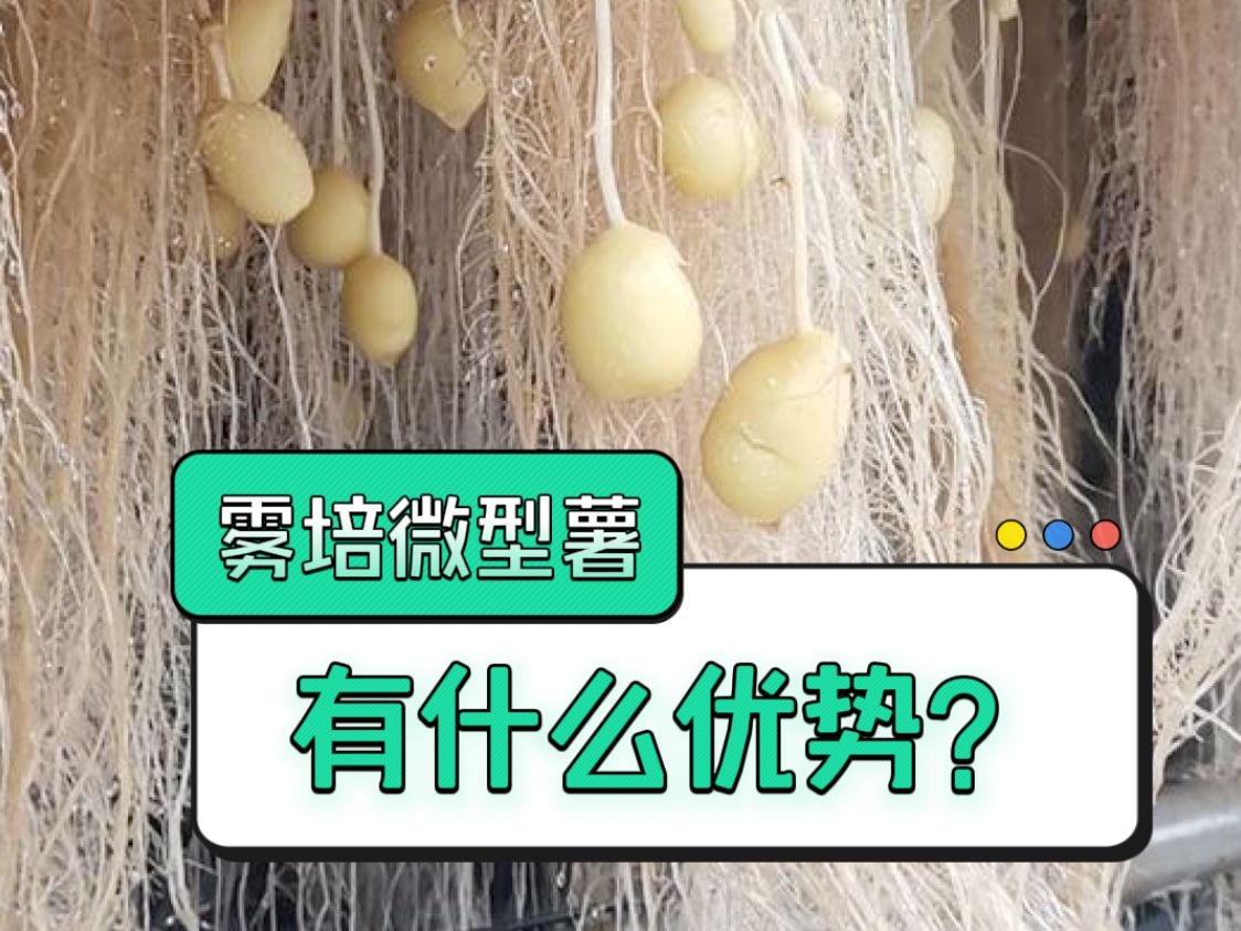 雾培生产微型薯,有啥优势?哔哩哔哩bilibili