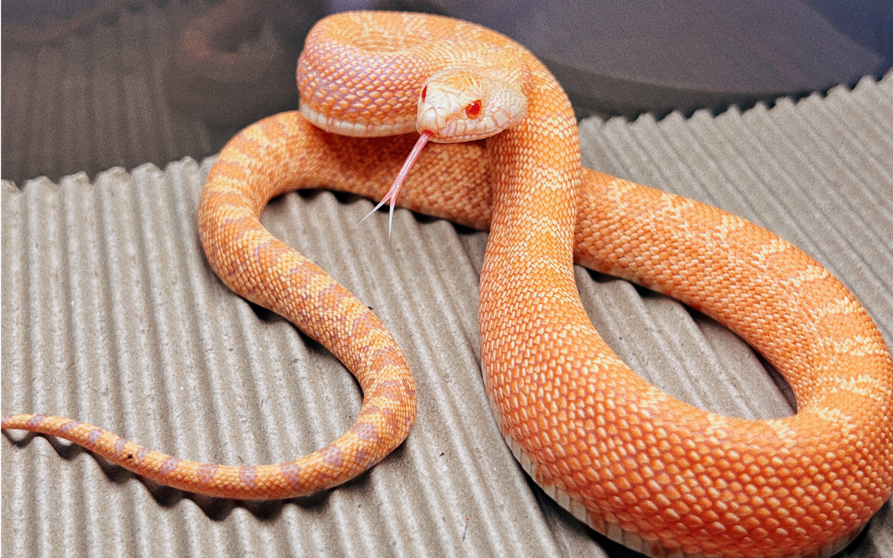 当你遇到一条暴躁蛇蛇应该如何应对 不要滑走 进来看看 一定对你有所