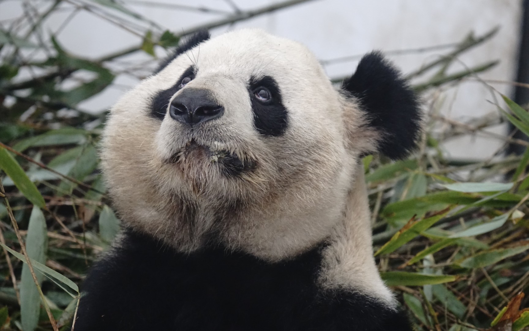 【大熊猫小丫】当耳朵不再炸毛大家还能认出来小丫乖乖吗?