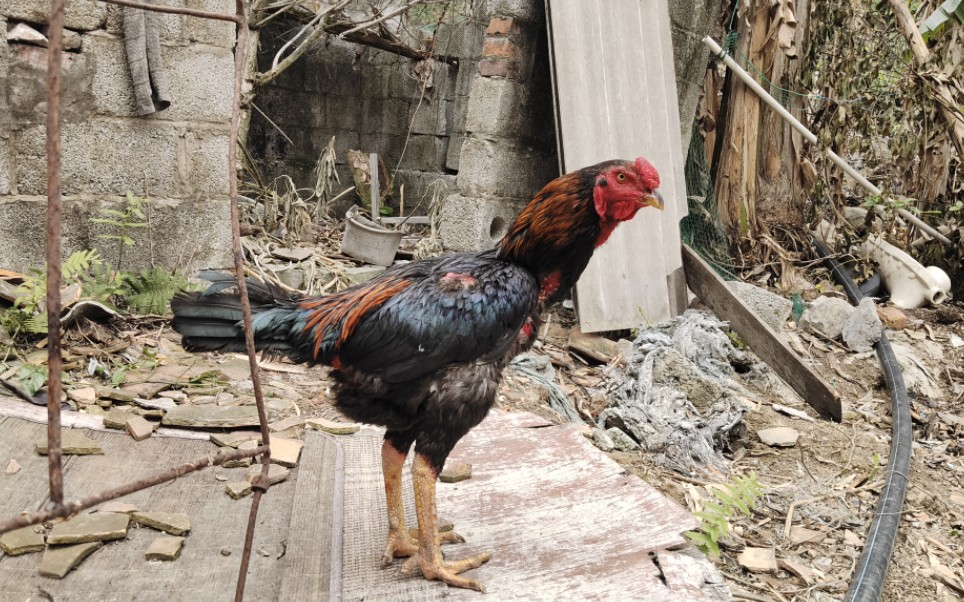 场地里来了一只斗鸡取名黑旋风,把大王鸡关一个星期看谁是鸡王