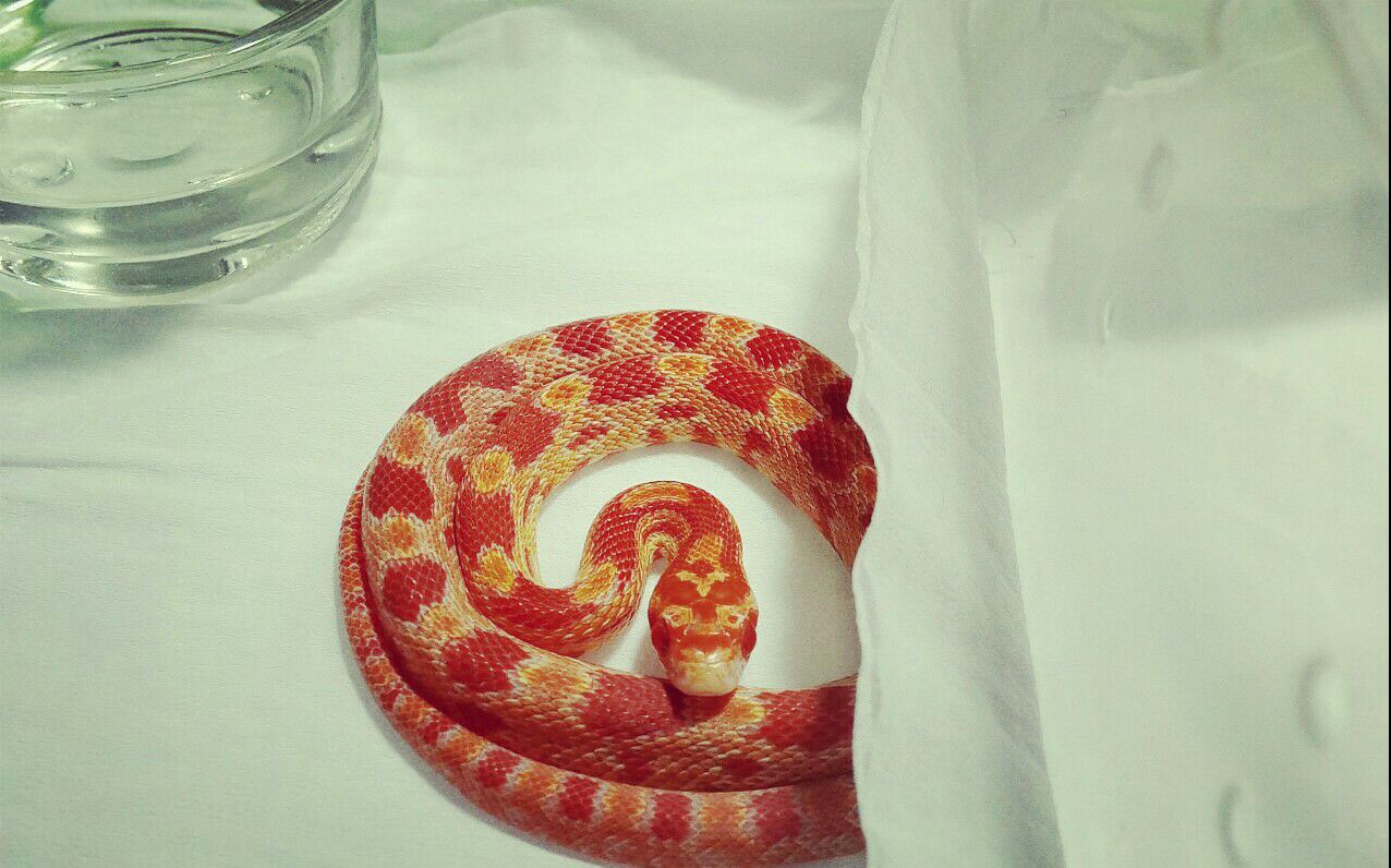 独眼的残疾蛇宝宝开箱,状态好到爆炸!