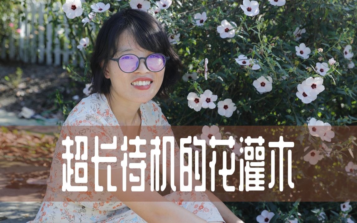 【惠惠的花园】超长待机的花灌木高砂芙蓉哔哩哔哩bilibili