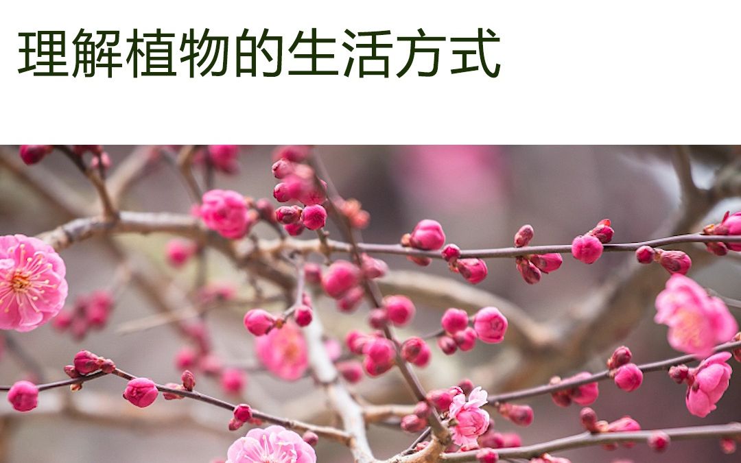 【花园植物】红梅哔哩哔哩bilibili