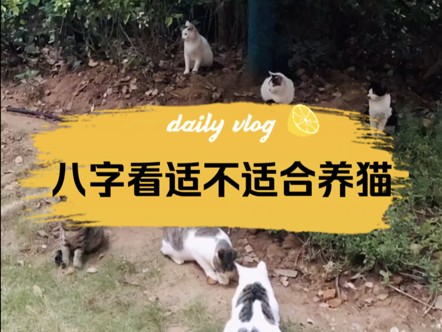 八字看适不适合养猫,猫为寅木,重点看喜忌哔哩哔哩bilibili