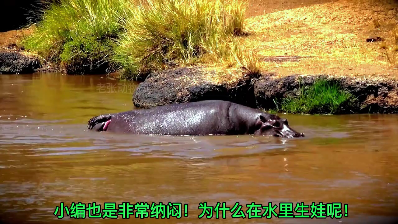 [图]河马水里生娃！小河马一出生就会游泳！