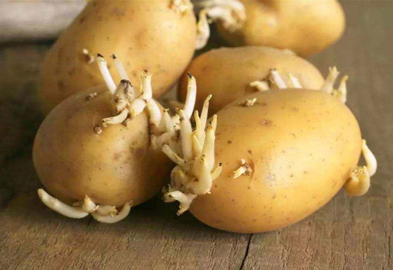 发芽的土豆不要扔了,它的妙用很多人不知道,省钱还实用