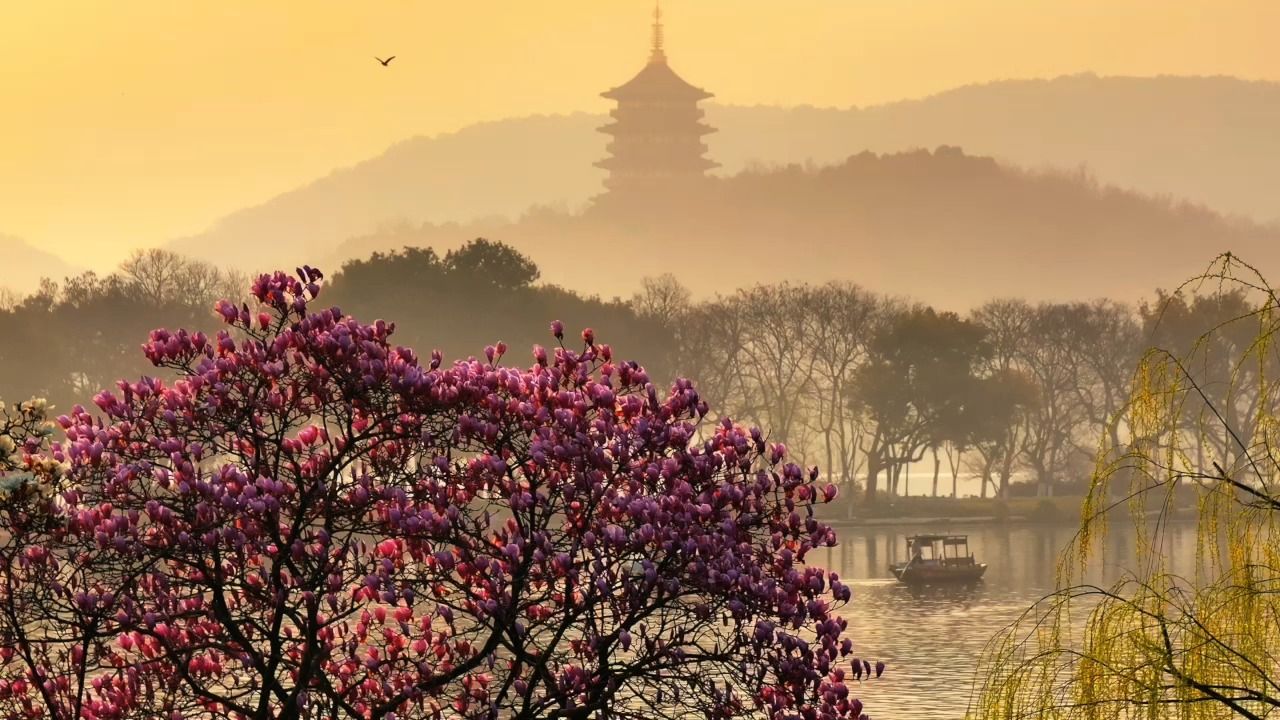 当玉兰遇见西湖日出,水墨山水画瞬间被点亮