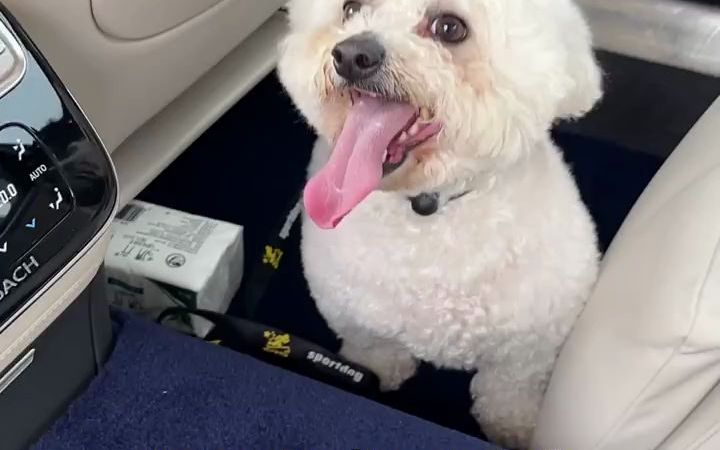 喜欢咬人的比熊犬后面是这样的