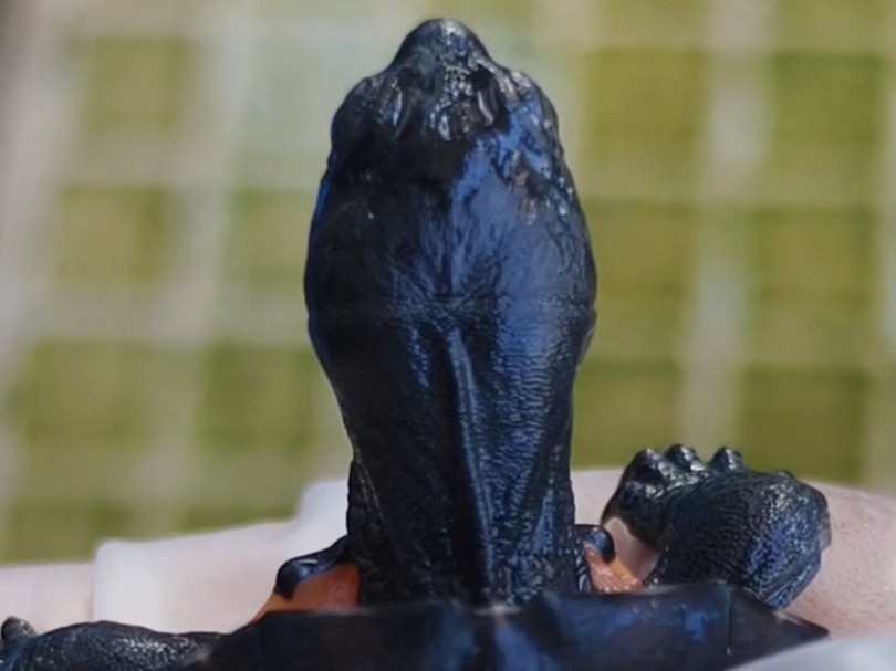 原种广西黑颈龟