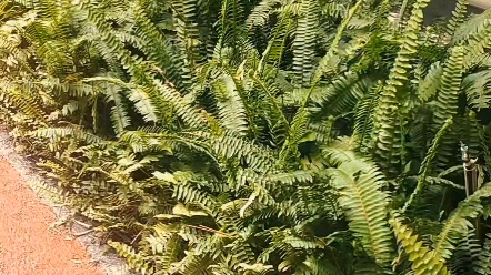 肾蕨草功效男人救星大福大贵