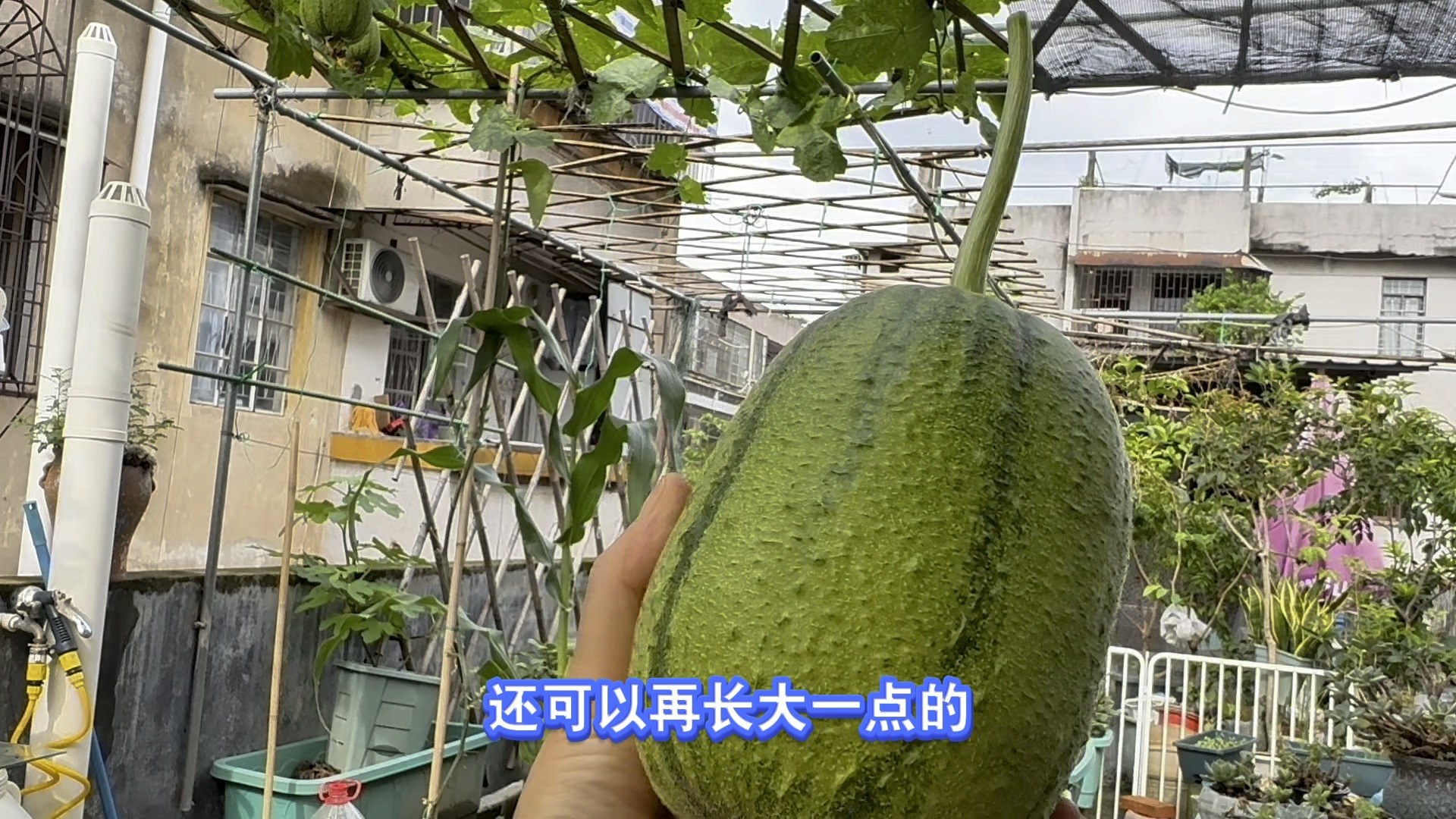 【种植日记】丝瓜丰收啦