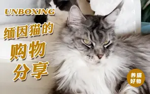 Download Video: 养缅因猫的购物分享｜养猫人都会冲动消费，但我觉得这波值了！