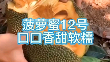 泰国12号红肉菠萝蜜果苗门前庭院均可种植!哔哩哔哩bilibili