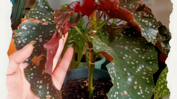 裂叶玫瑰秋海棠,从5月末买到手,就一直僵苗,10月份才长了片新叶