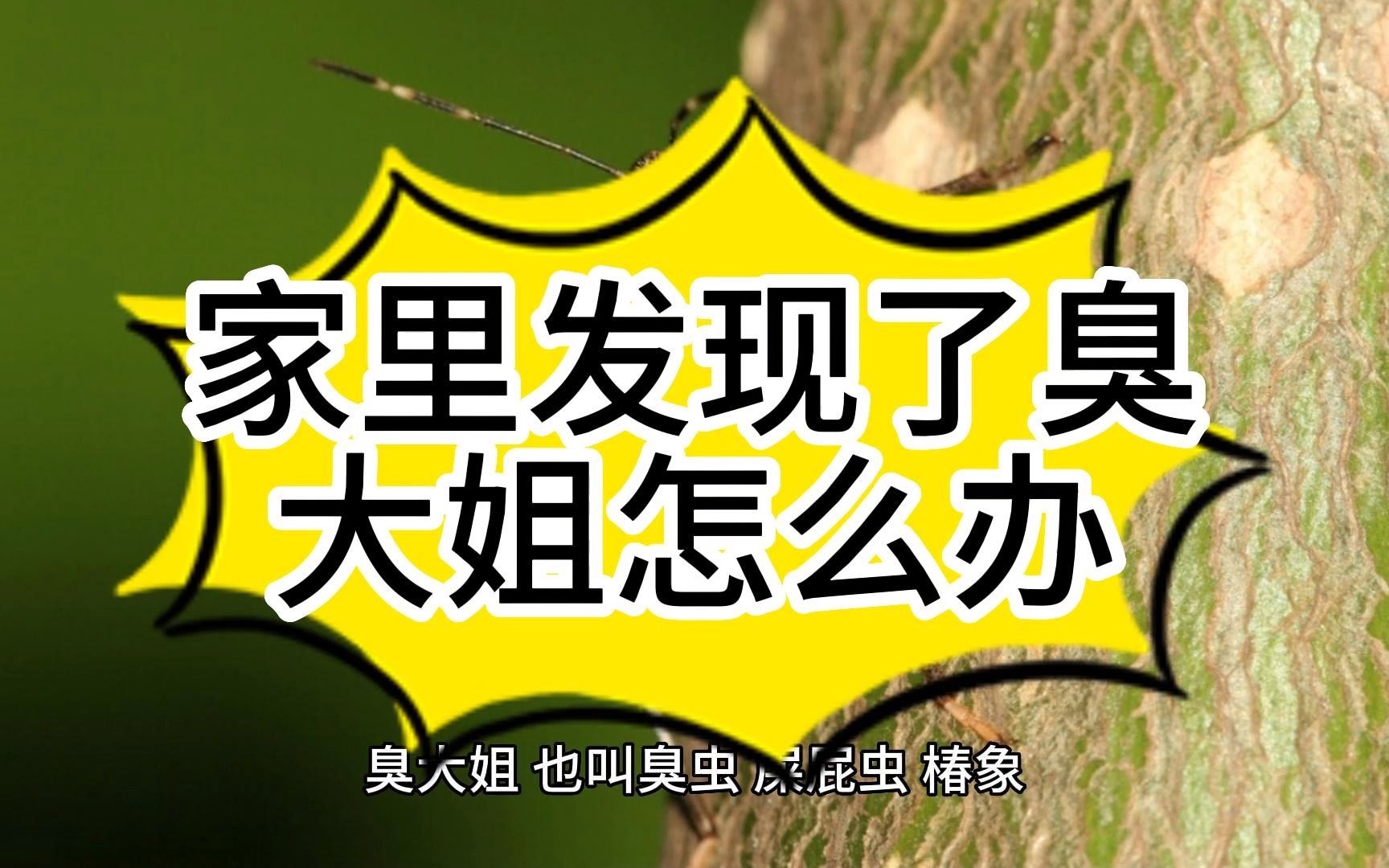 家里发现了臭大姐怎么办