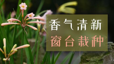 海妈植物推荐 垂筒花一款适合光照充足的阳台盆栽的植物 哔哩哔哩 Bilibili 海妈植物推荐 垂筒花一款适合光照充足的阳台盆栽的植物 哔哩哔哩 Bilibili