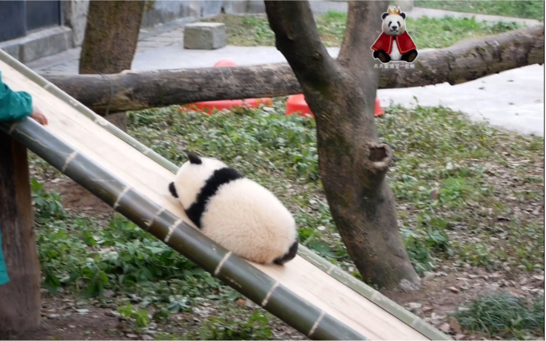 【大熊猫庆庆】庆小妞:害!玩滑滑梯真的会上头耶!