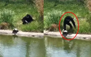 Скачать видео: 乌龟正享受日光浴，一只多事的长臂猿频频从背后使坏，场面爆笑