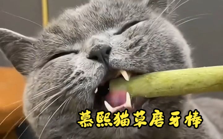 配料只有猫草和鸡肉的慕熙猫草磨牙棒!哔哩哔哩bilibili