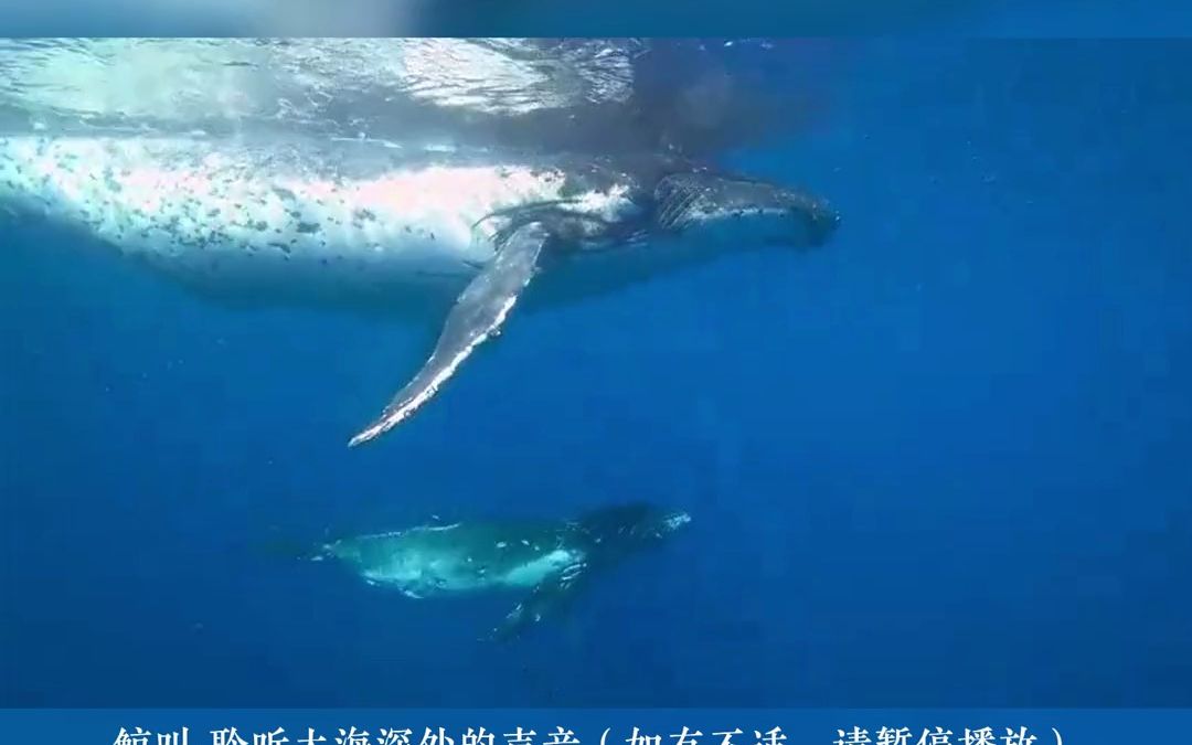 海洋生物 蓝色治愈系聆听深海的声音鲸叫 纯音乐哔哩哔哩bilibili