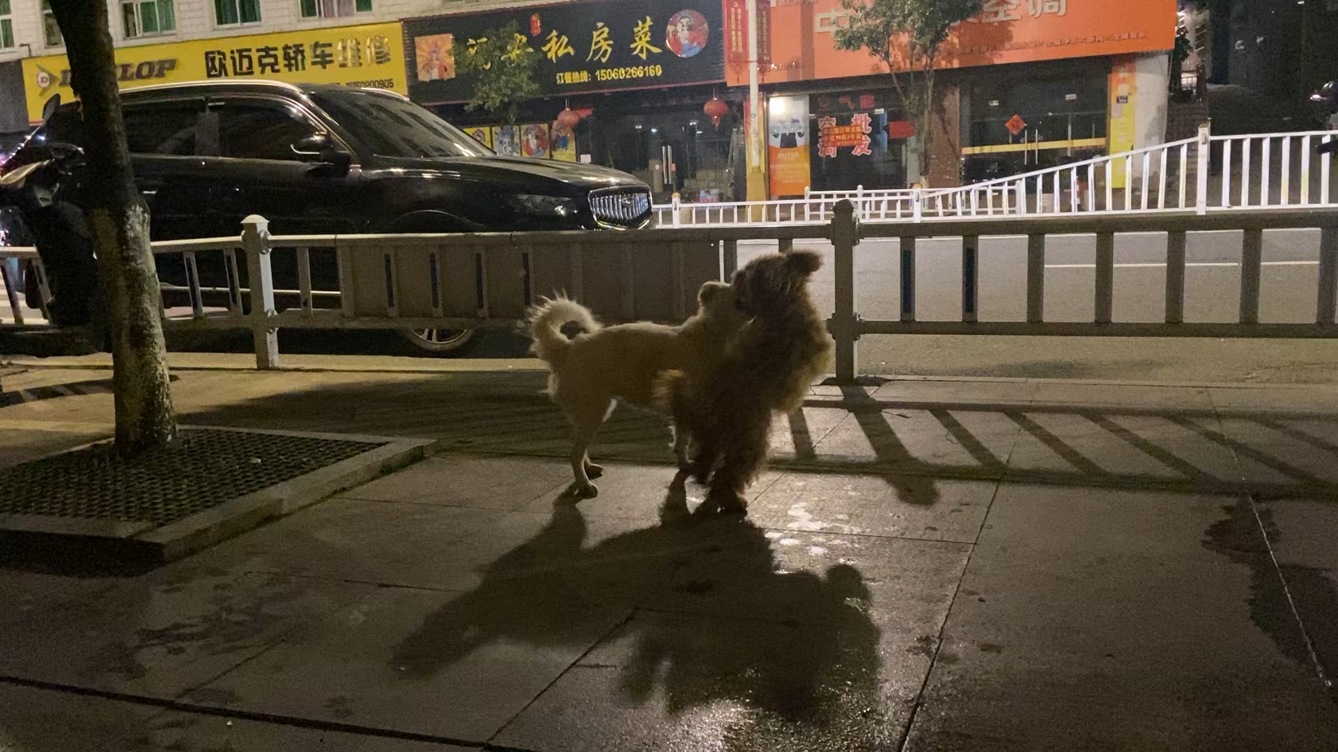 夜晚路边小狗的图片图片