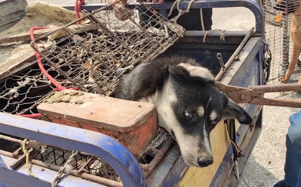 拆家王哈士奇,狗肉车上直接吓蒙圈,铁夹下一副生无可恋的表情_哔哩