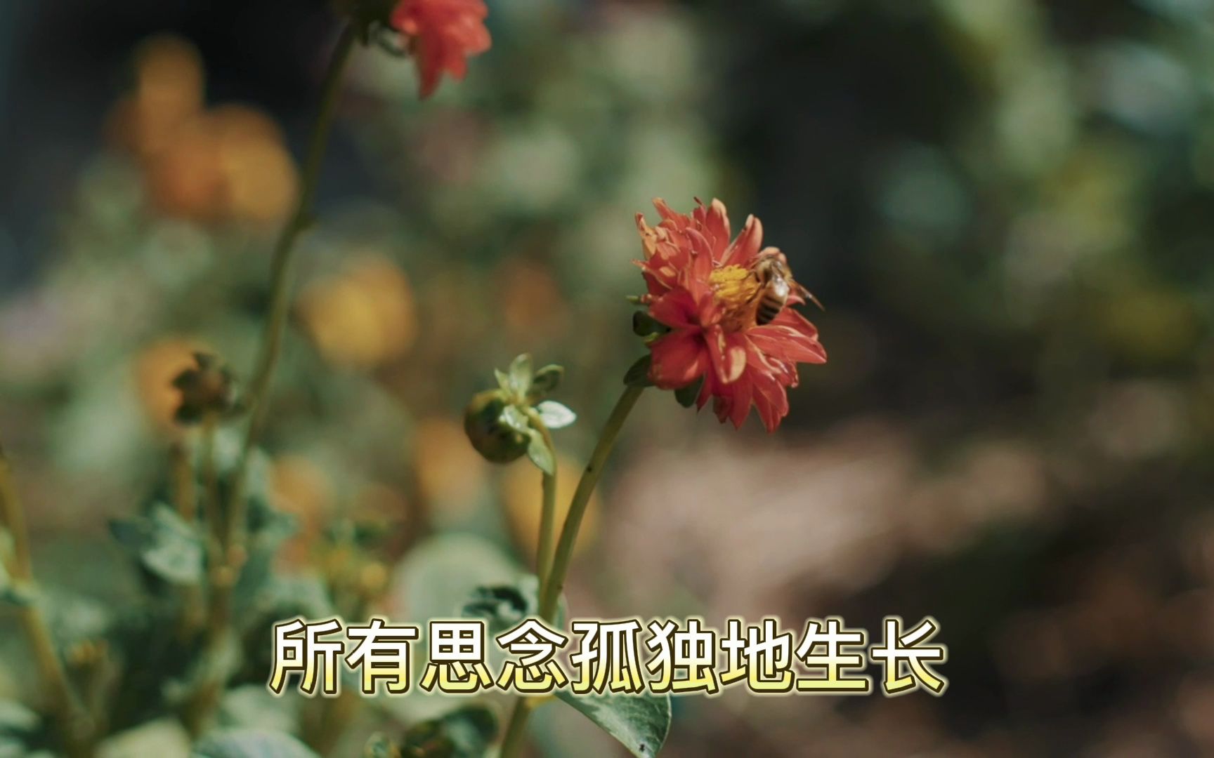 歌曲《月光花》哔哩哔哩bilibili