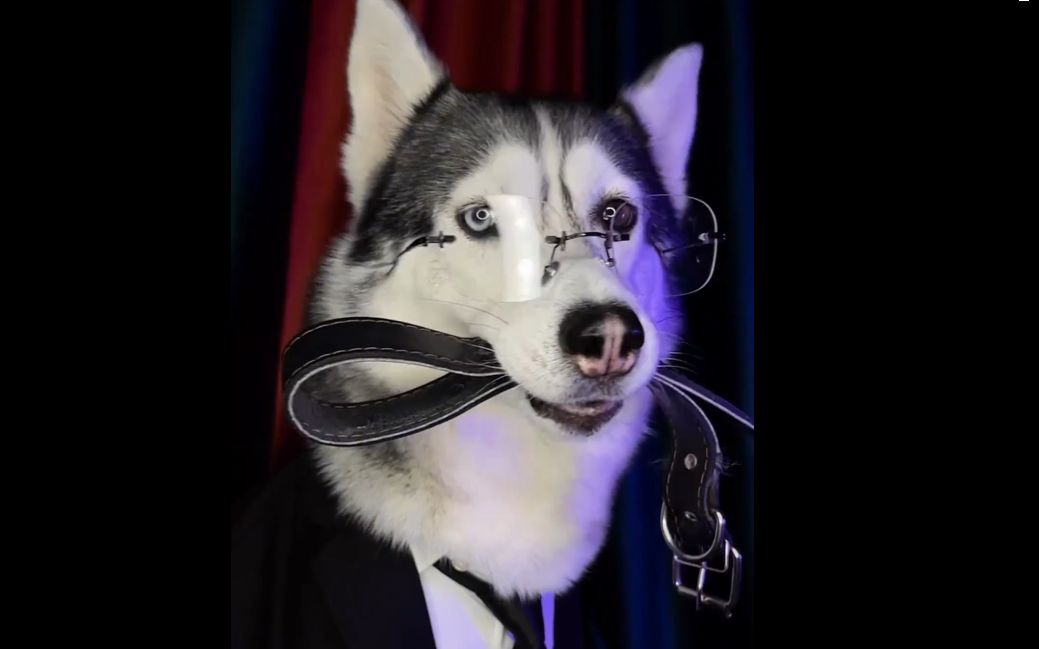 比梅尼耶还帅的二哈你见过吗又乖又野心动了