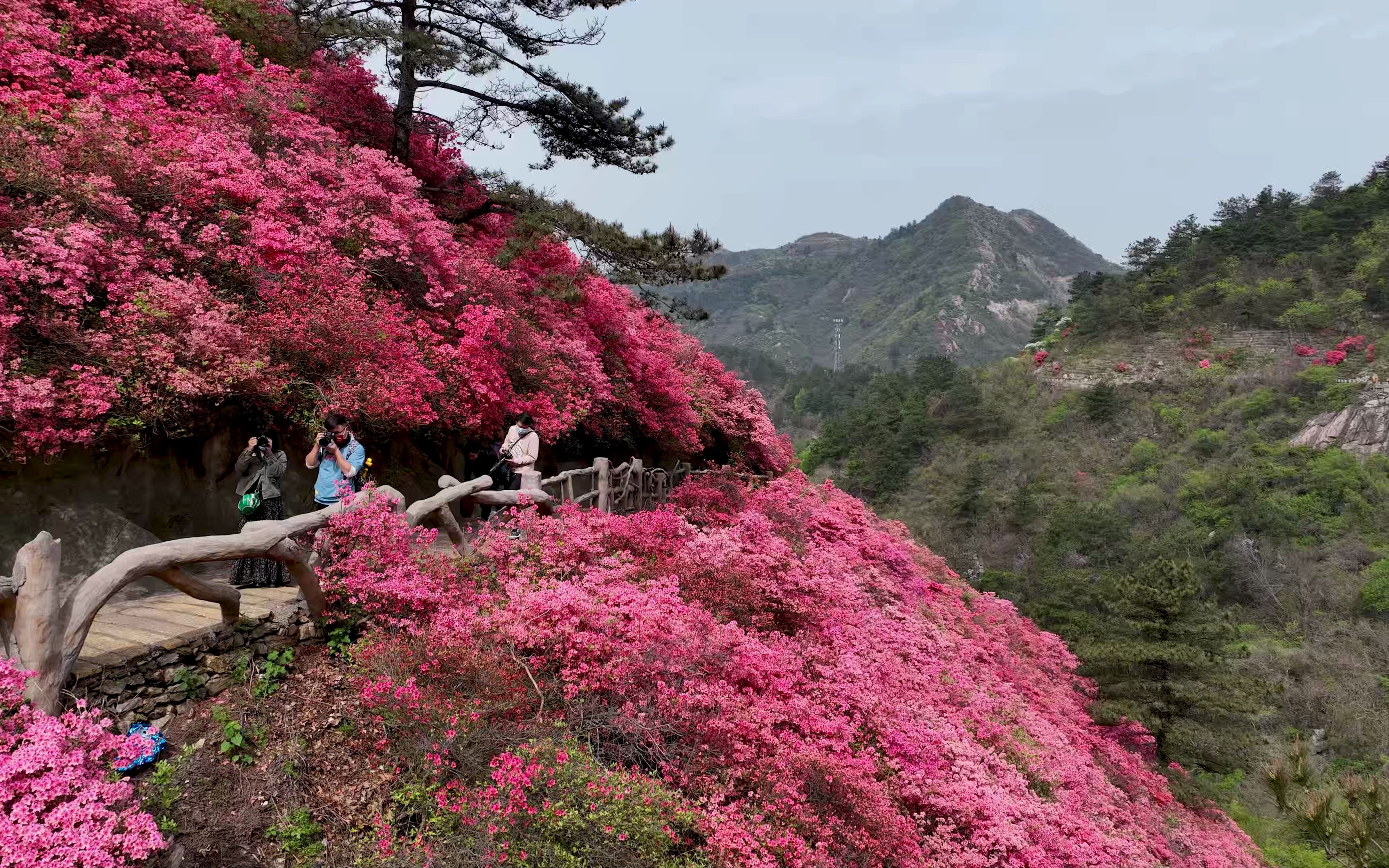 [图]航拍武汉黄陂云雾山杜鹃花海