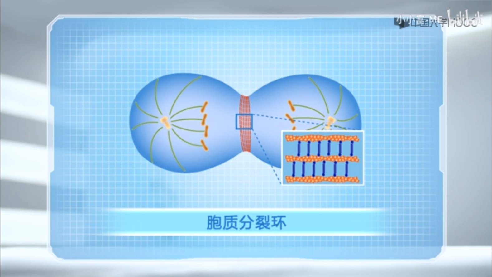 四川大学细胞生物学微丝功能之细胞迁移,伪足形成,微绒毛,胞质环哔哩哔哩bilibili