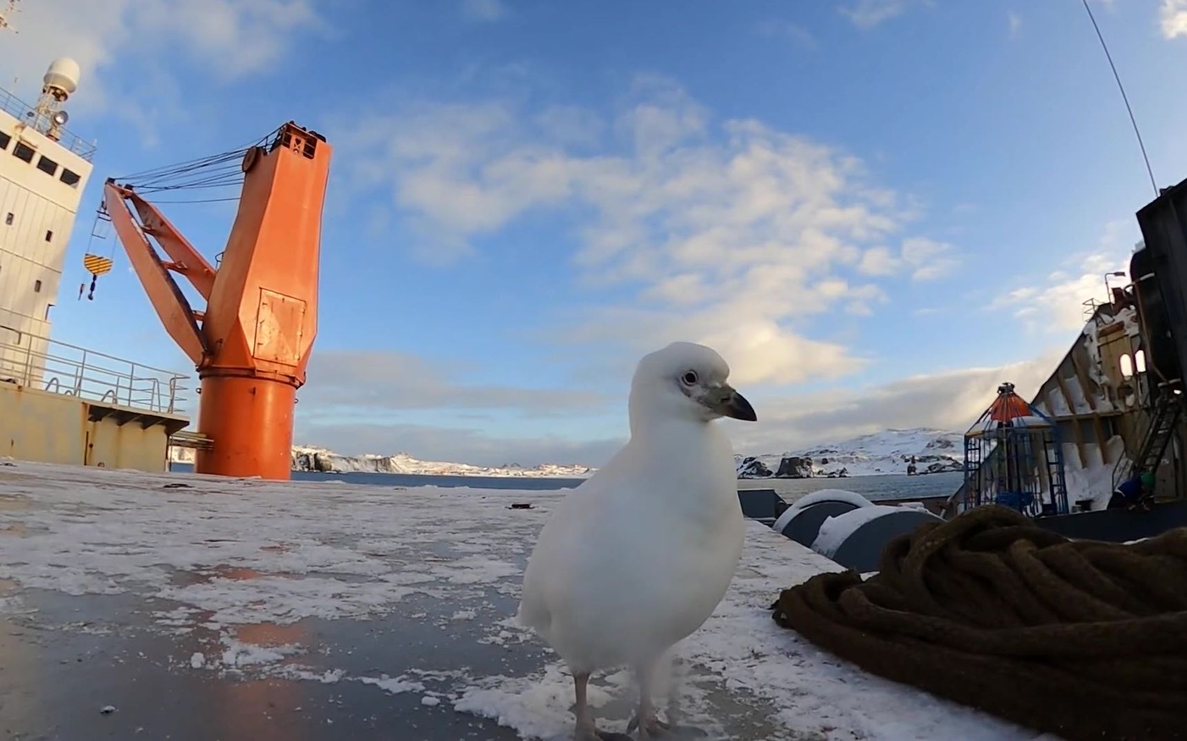 北极洲水手与极地鸟_哔哩哔哩_bilibili