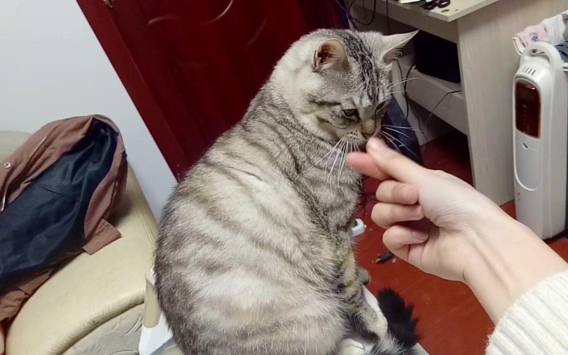 给猫比心,猫伸爪就是一套组合喵喵拳