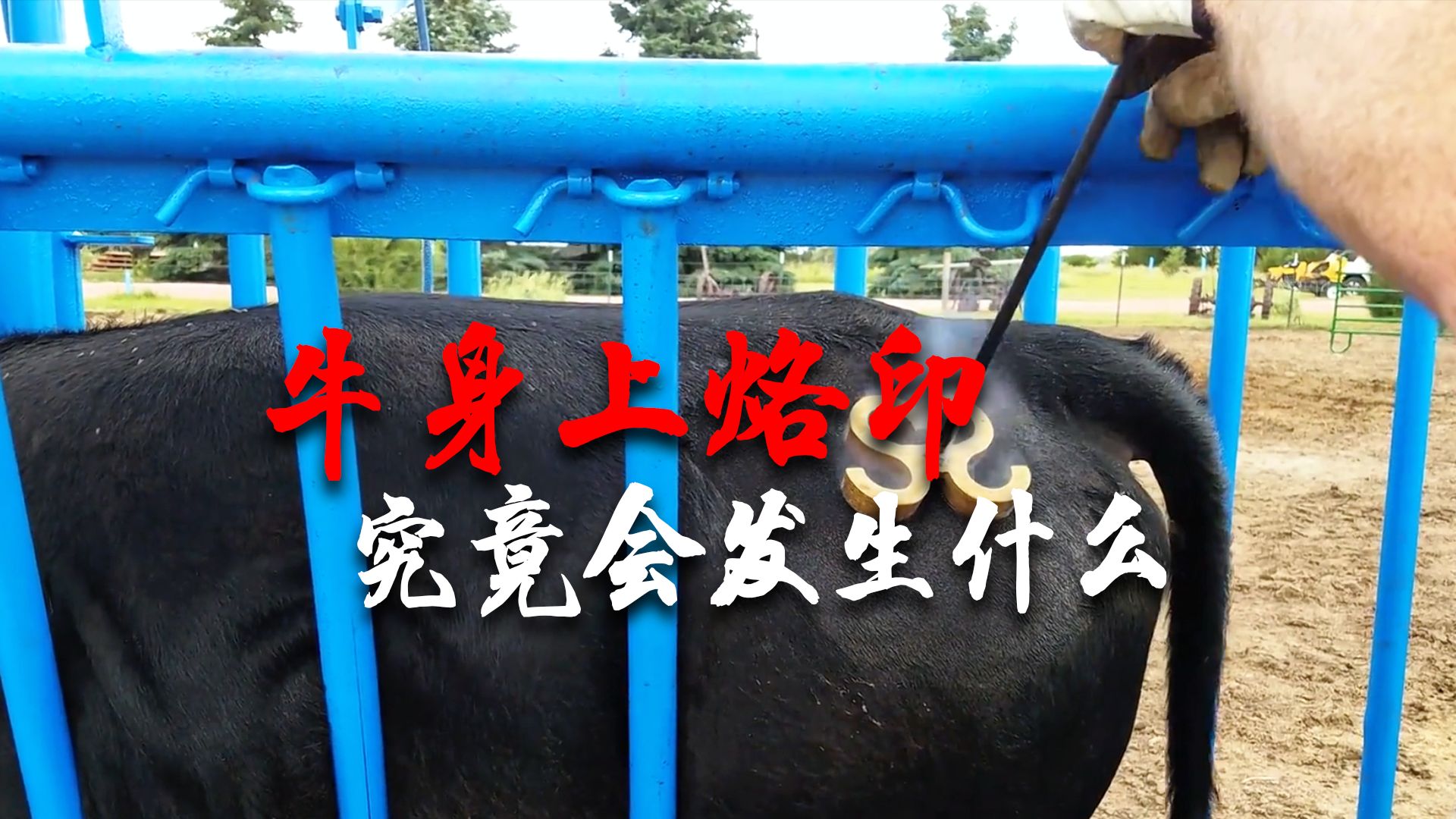 在牛身上烙印究竟是怎么回事？