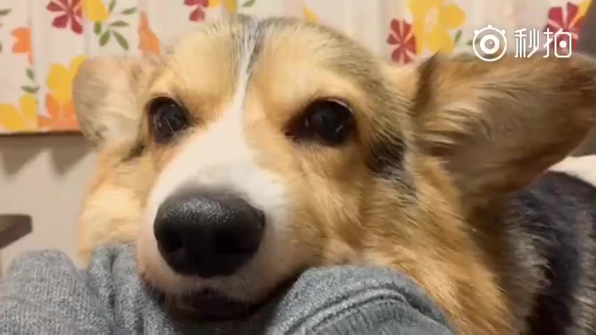 corgidogpet柯基犬柯基狗宠物