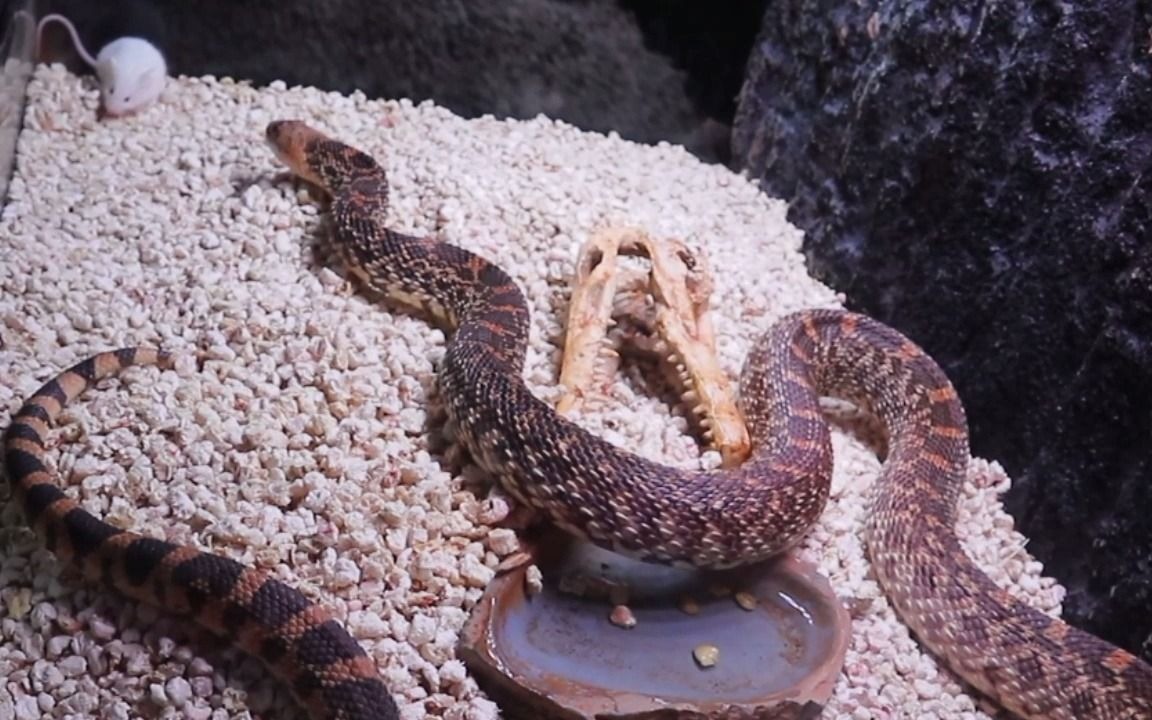 憨憨宠物蛇吞食日常,没见过这么傻的