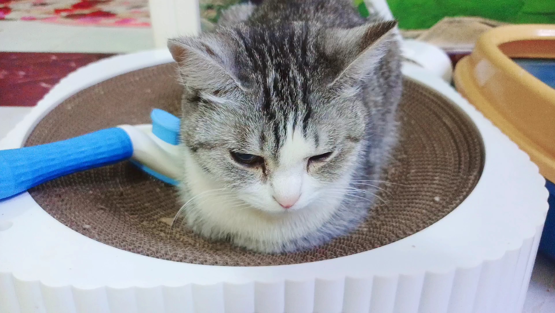 做一只安安静静的小猫咪