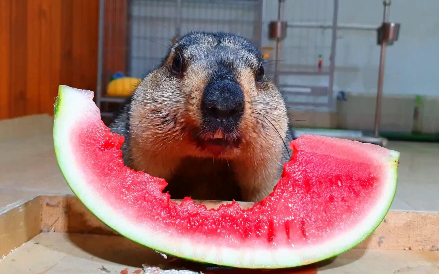 土拨鼠超爱吃西瓜
