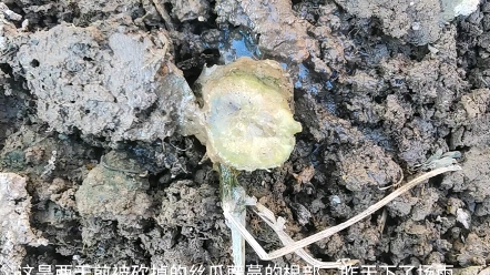 直观感受植物根茎的吸水能力哔哩哔哩bilibili