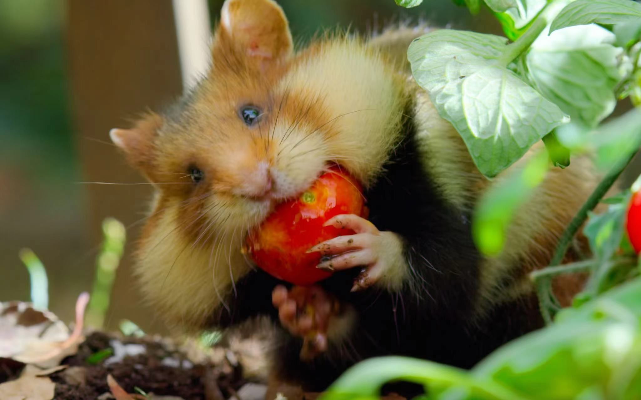 黑腹仓鼠:真的吃不下了,吗?