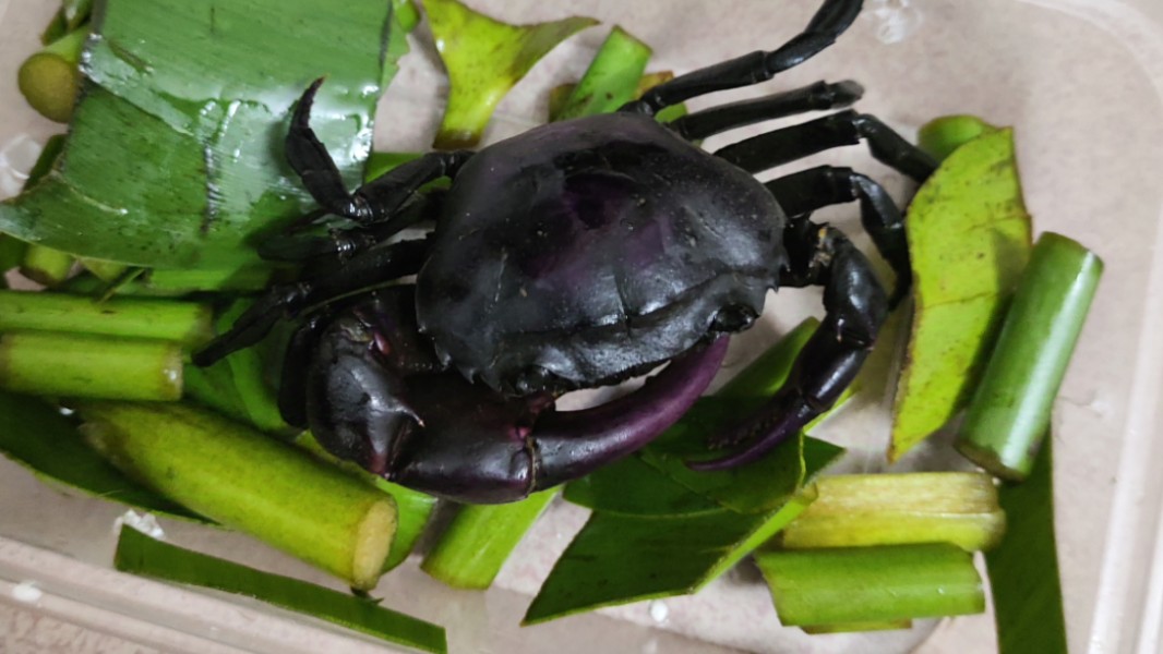 束腰蟹夹了一下