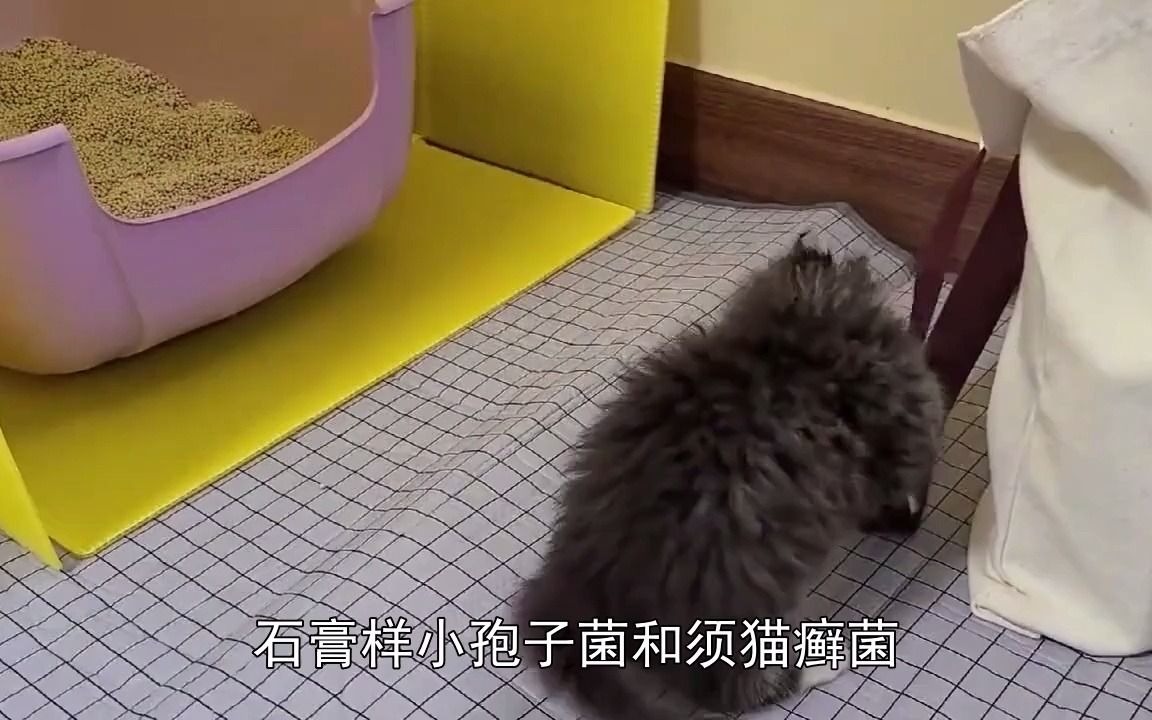 猫癣结痂是什么样子,猫癣有什么症状哔哩哔哩bilibili