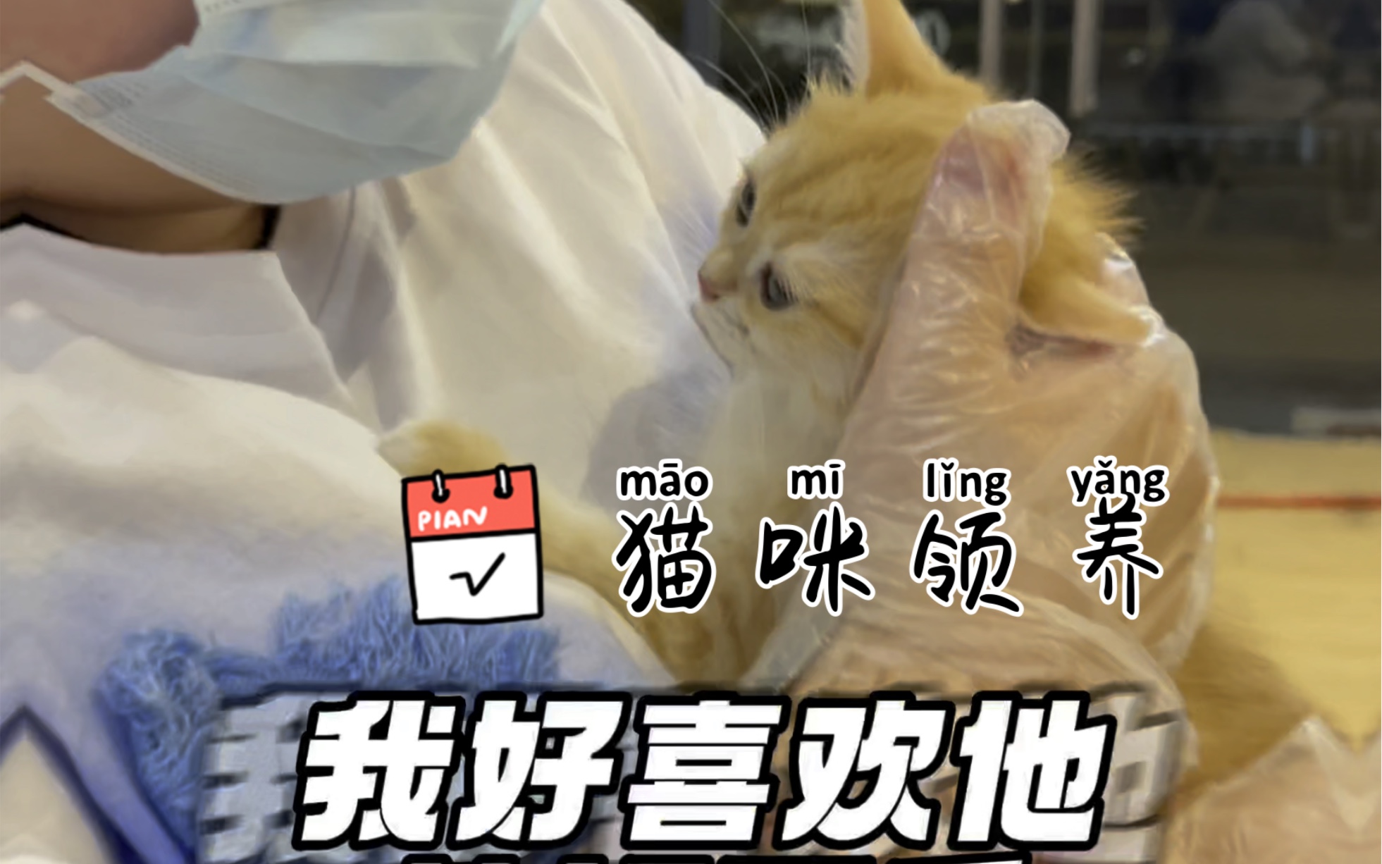 【幺社领猫馆】杭州猫咪也可以领养啦!猫咪品种比较多,也可以上门看猫哦哔哩哔哩bilibili