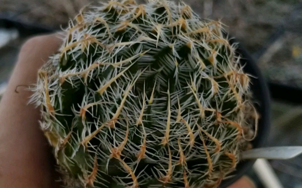 盘出个十二卷老桩