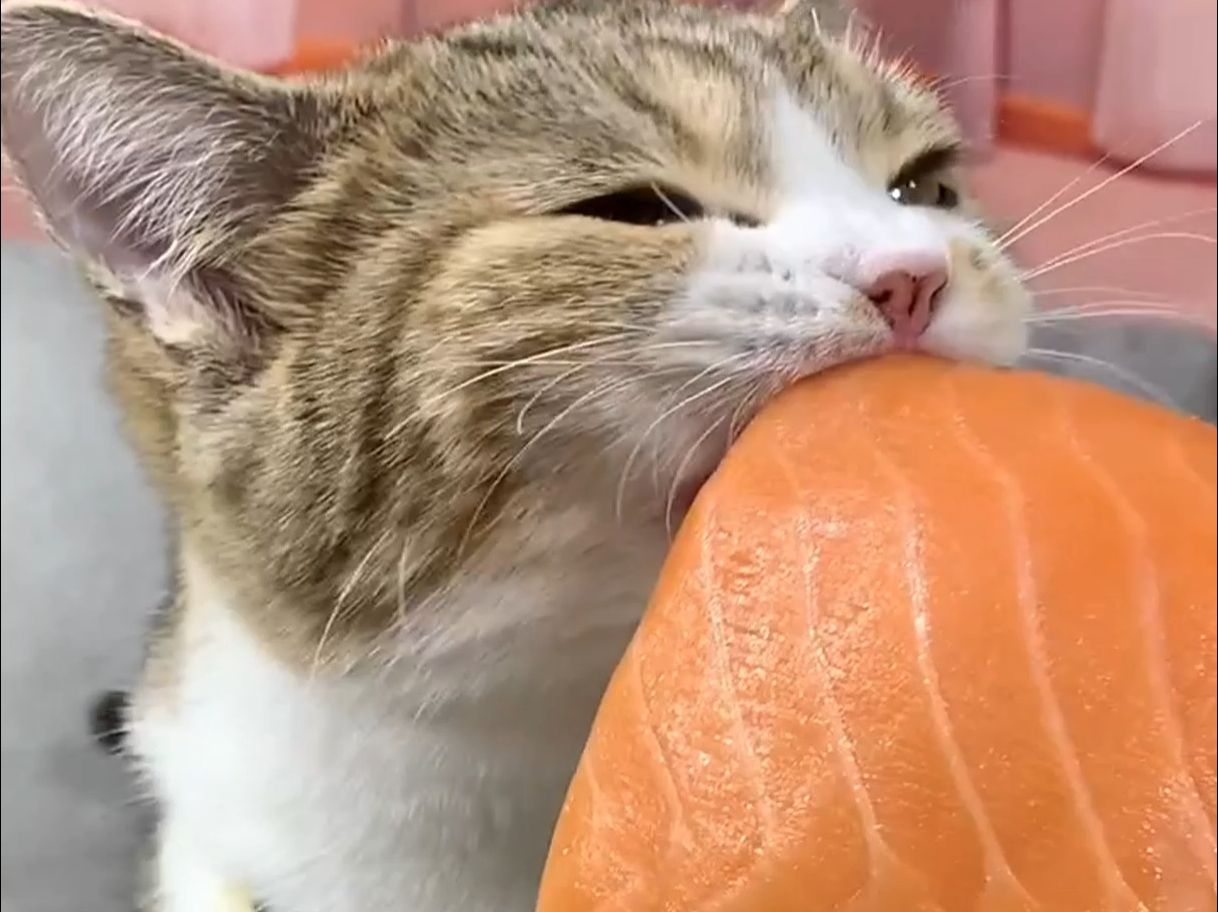 小猫咪沉浸式吃三文鱼