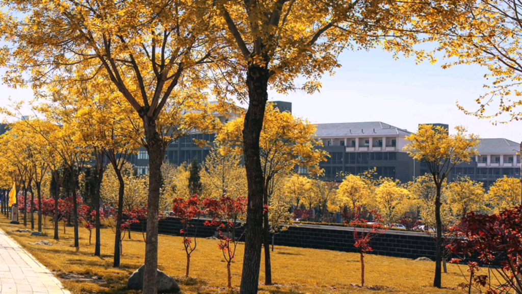 美好的校园风景,记录美好校园生活