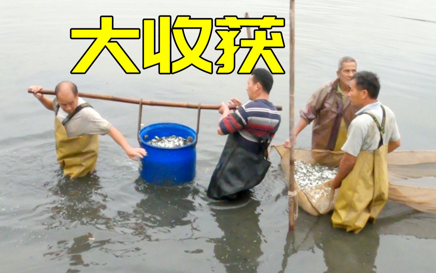 10亩大鱼塘捞出1000多斤小鱼塘主发牢骚狗狗很幸福