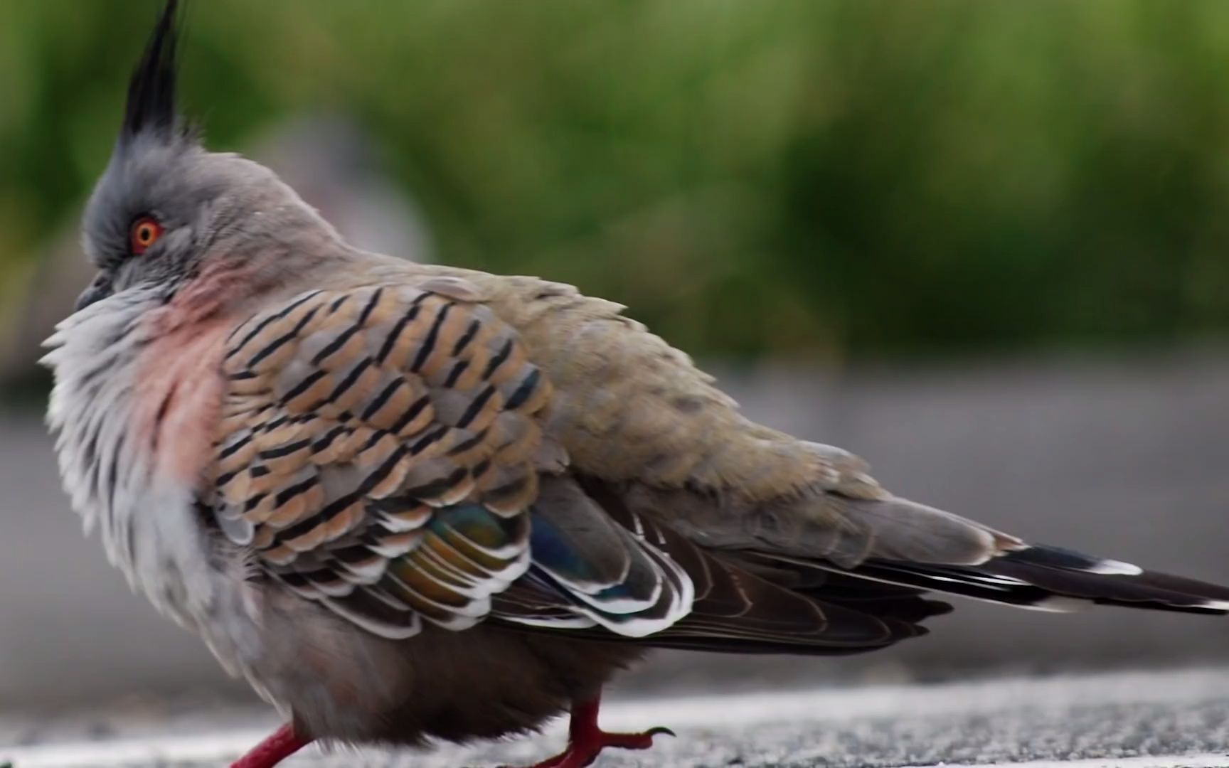 鸽子/斑鸠起飞时候的声音是?