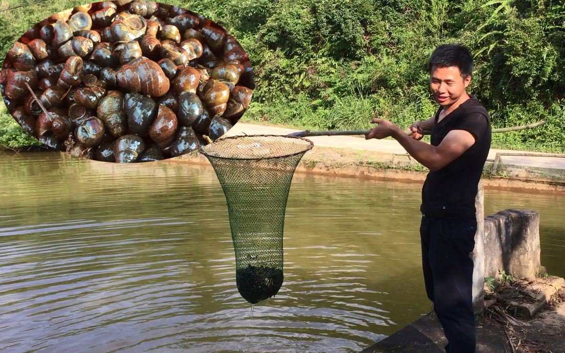 山塘田螺犯难成灾,一网下去就有三四斤,这田螺捞的好过瘾_哔哩哔哩