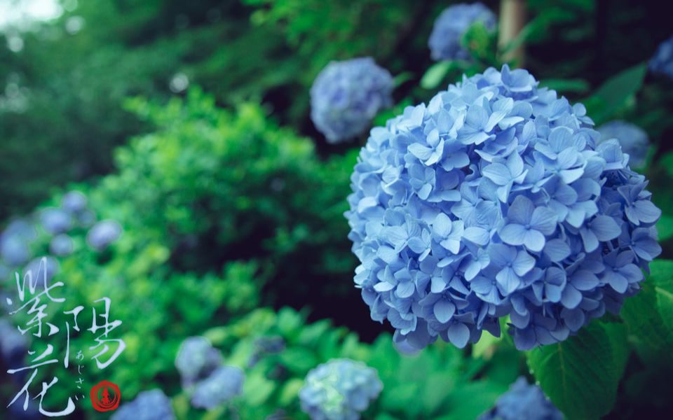 [图]紫阳花 中日字幕