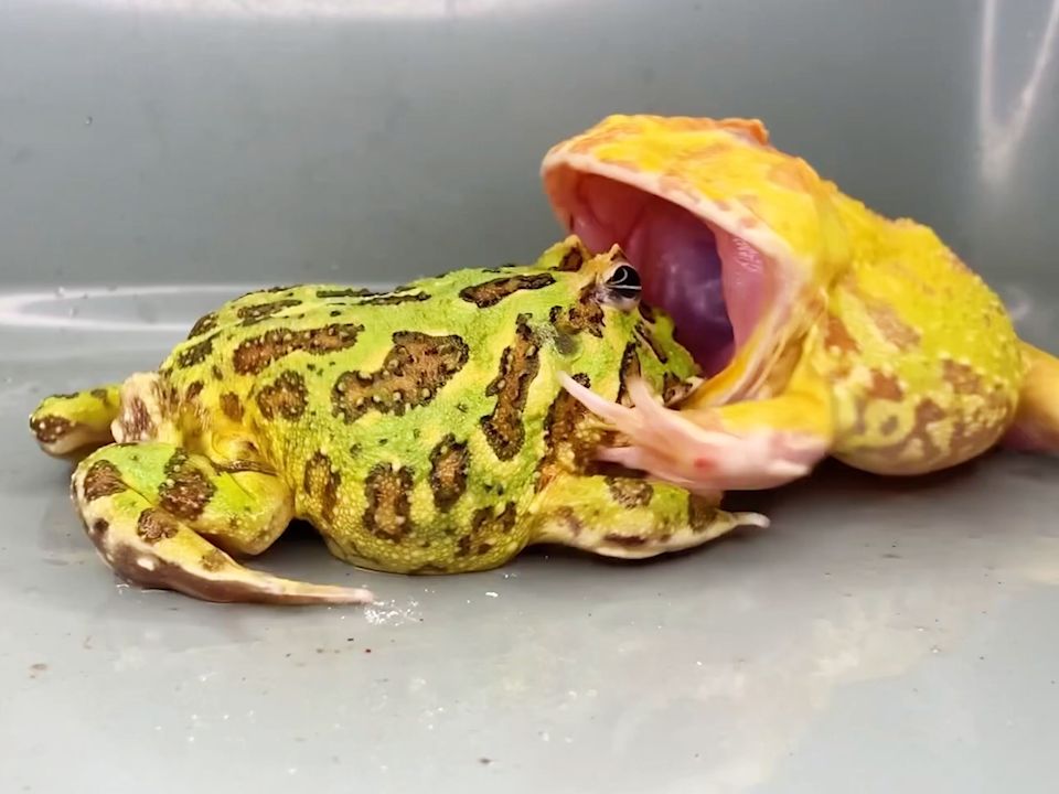 绿角蛙:信不信我咬烂你的嘴